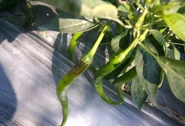 65dd8c2b8a710.jpg 菌肥1.jpg