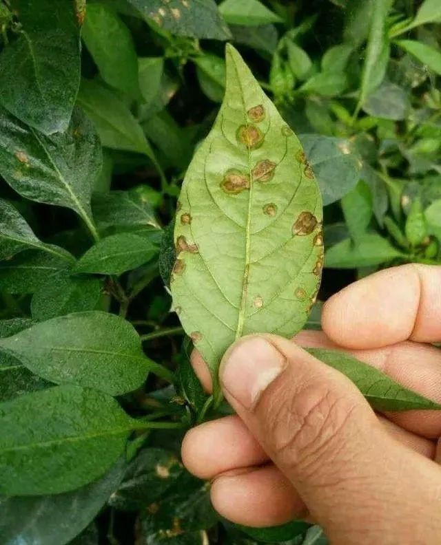 65dd8c5223739.jpg 菌肥2.jpg